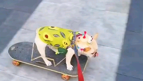 筋疲力尽猜一动物，民意调查与科学解释的奇妙融合