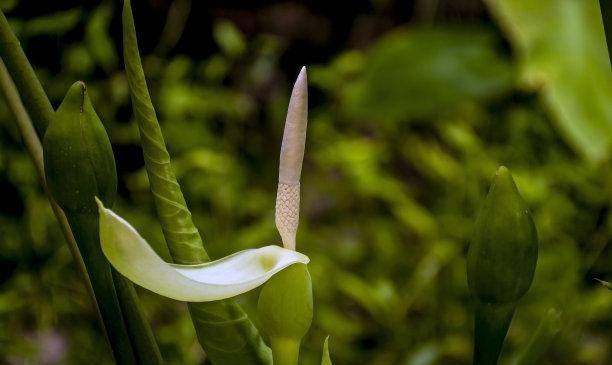 如醉如痴是什么生肖，背后的智慧与哲理