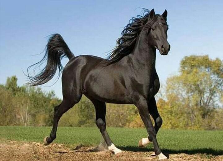 盲人瞎马，揭秘成语背后的文化寓意与生肖之谜