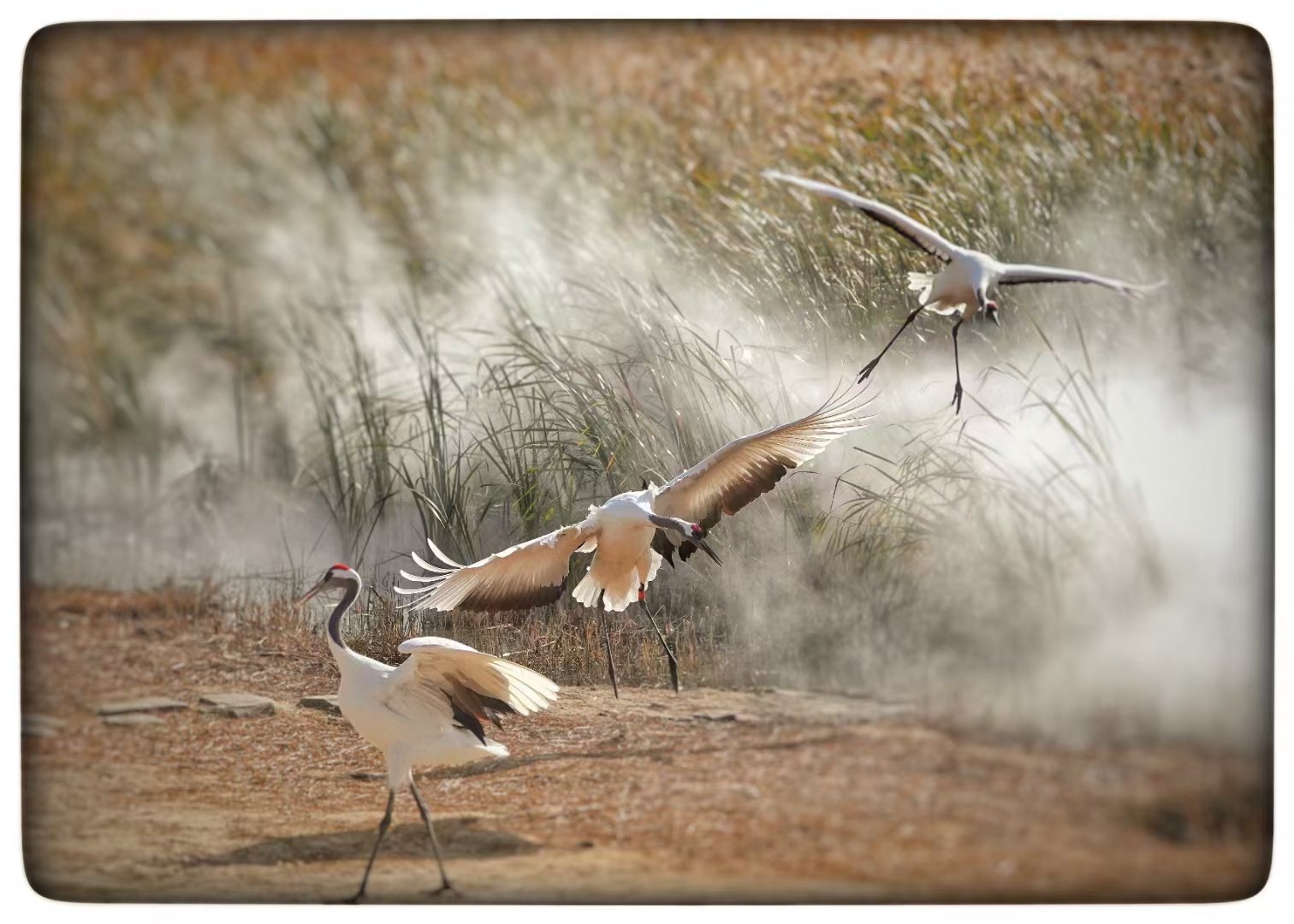 秋高气爽，猜一动物，鹤舞翩翩的秋日使者