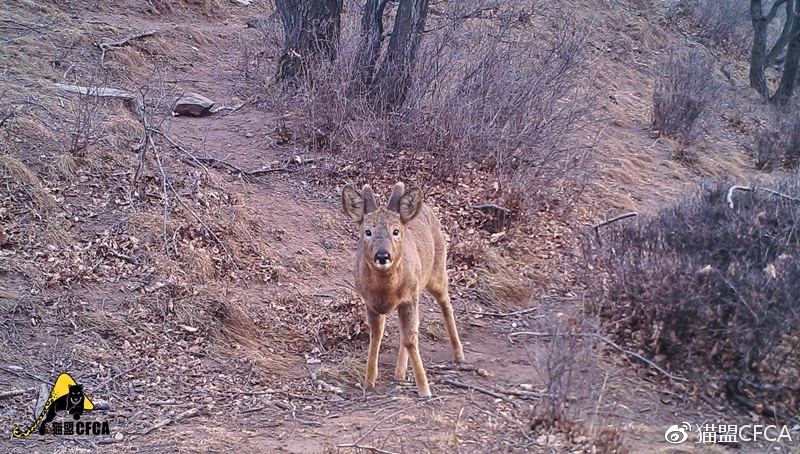 荒山野岭的生肖谜团，探寻打一生肖的背后故事