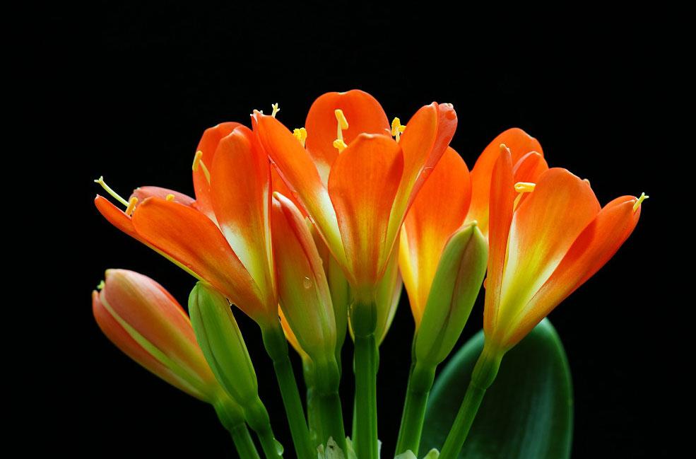 十二生肖与花语，一场误解的探索与反思