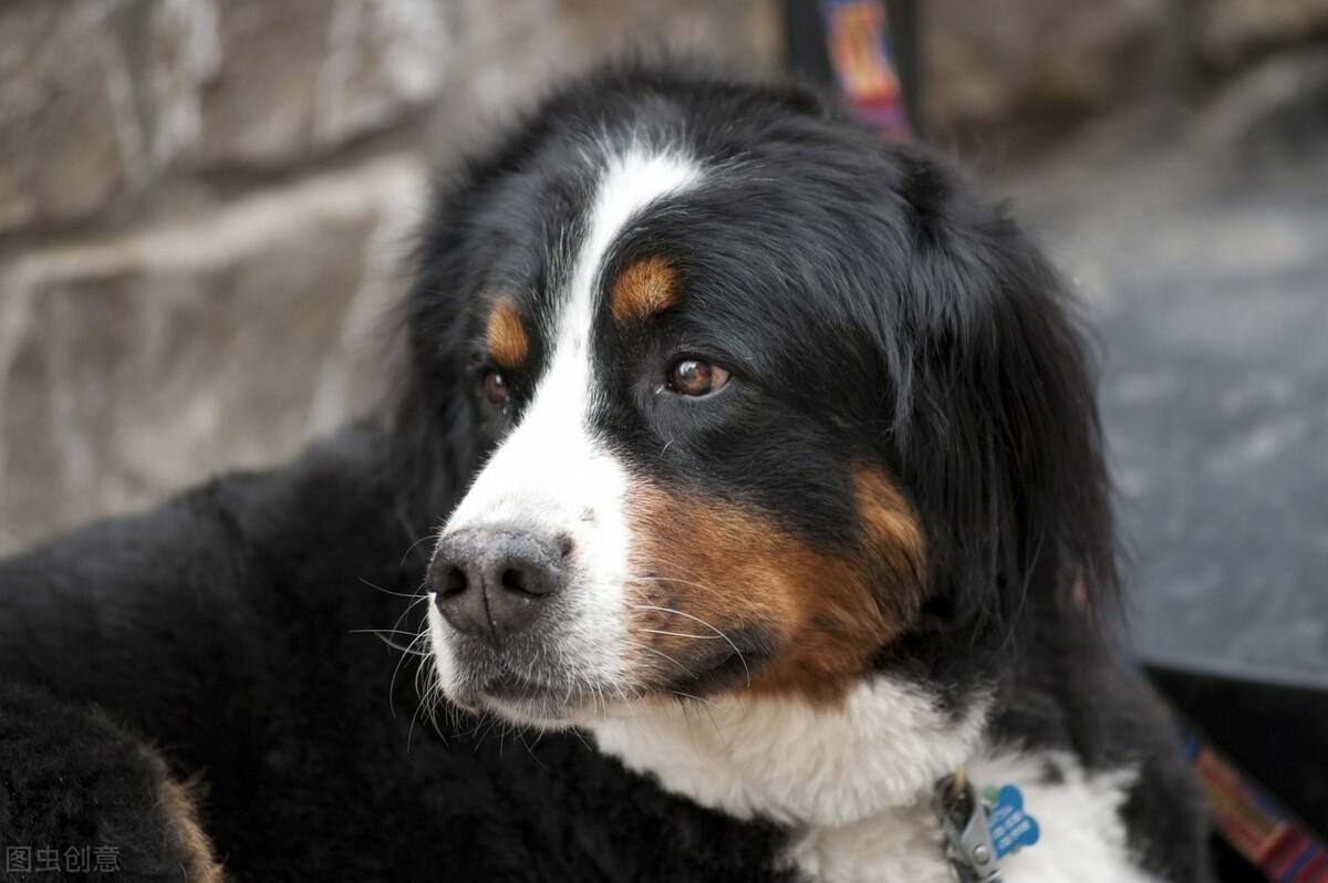 本周生肖狗运势详解，精选解析与落实的详细结果