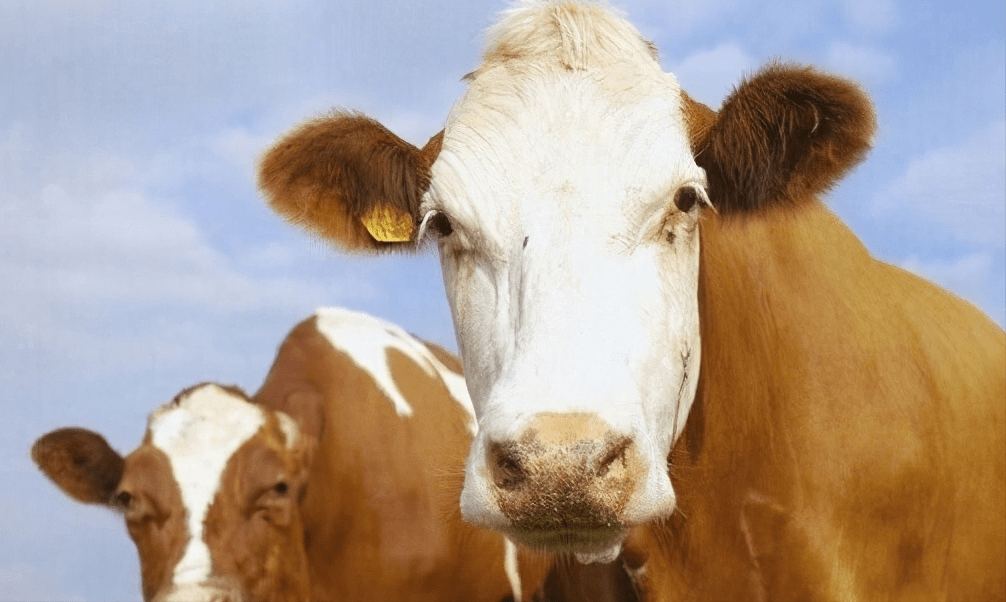 九牛一毛与生肖之谜，揭秘传统文化中的智慧寓言