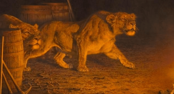 揭秘占地称王背后的动物智慧—以狮子为例