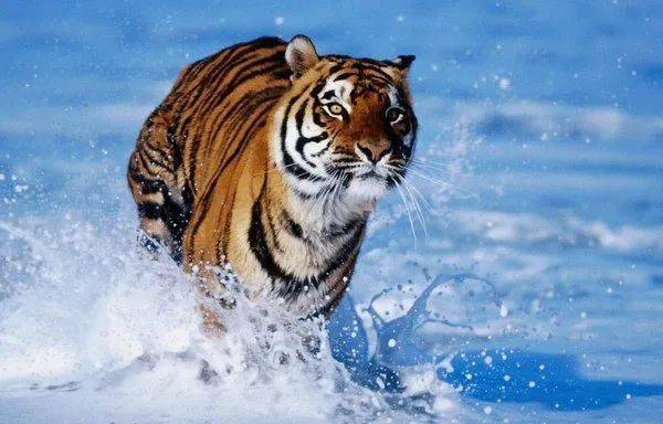 平步青云与生肖动物的非凡寓意