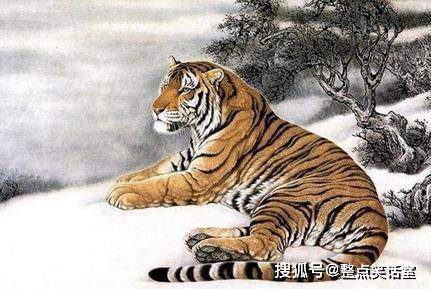 横眉立目，生肖中的虎与积极心态的实践