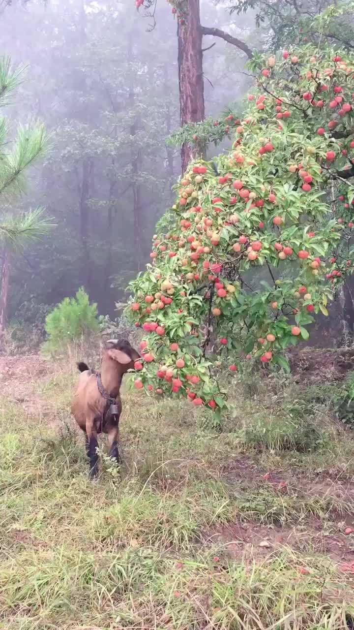绿树红果丰收期猜一动物，最新解释与落实
