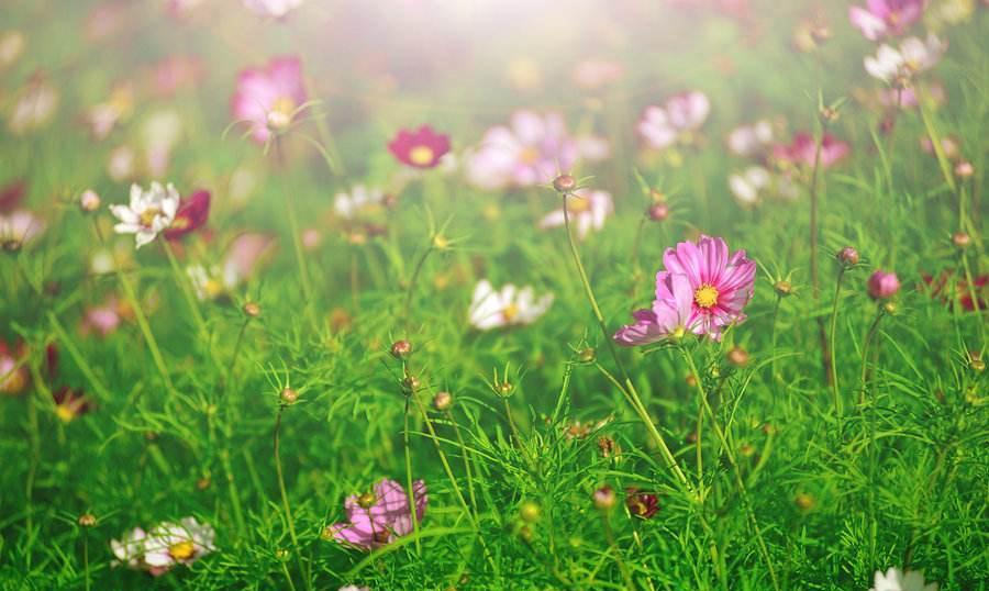 黄花女儿猜一生肖，背后的智慧与策略