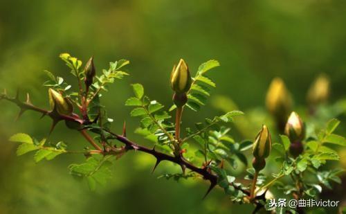 毛毛细雨中的坚韧与不屈—解读蜗牛的生存哲学