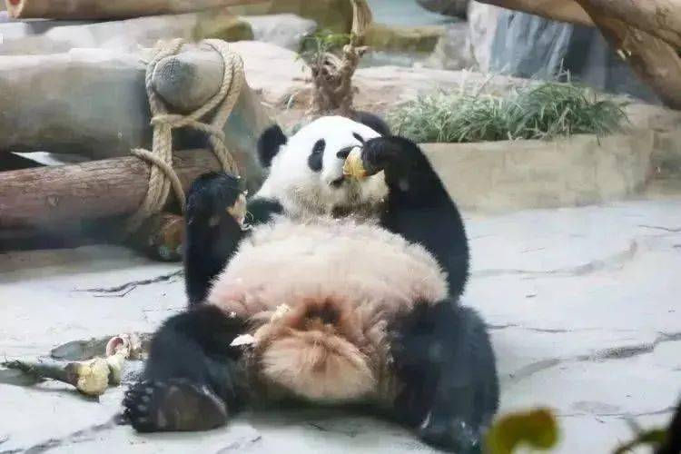 过江名士多如鲗猜一动物，相信作答落实解释