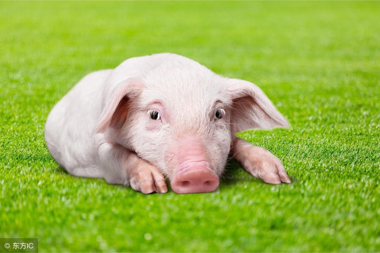 鱼跃龙门是什么生肖，解析作答落实解释