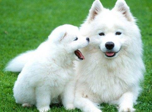 正确的十二生肖败月歌，深度解析与文化寓意