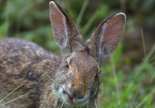 爱情话题中的生肖智慧与策略，以兔为例