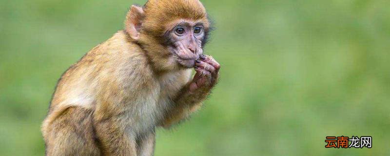 丢三落四与生肖动物的奇妙联系，揭秘猴的独特性格