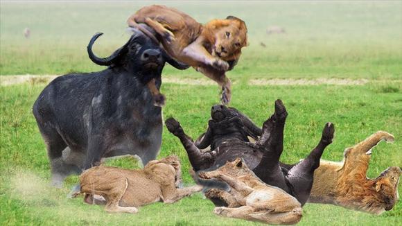 群起攻击是什么意思是指什么生肖?采民作答落实解释