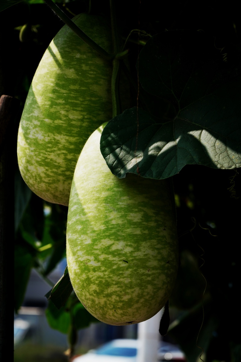 瓜熟蒂落，生肖之谜与人生哲理的深度解析